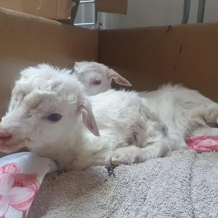 Na Farme Se Saunou A Virivkou, I S Jizdou Na Koni Maison d'hôtes *