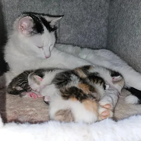 Na Farme Se Saunou A Virivkou, I S Jizdou Na Koni Maison d'hôtes Příbram