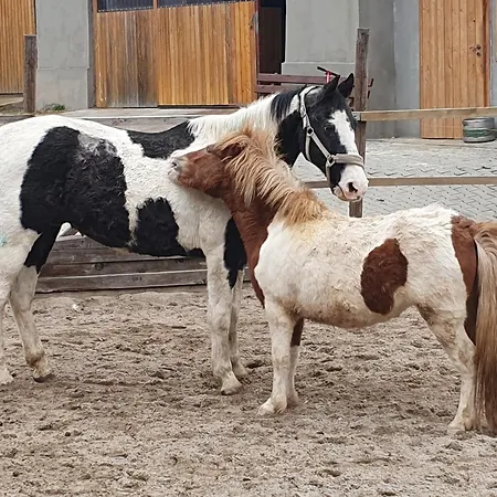 Maison d'hôtes Na Farme Se Saunou A Virivkou, I S Jizdou Na Koni *