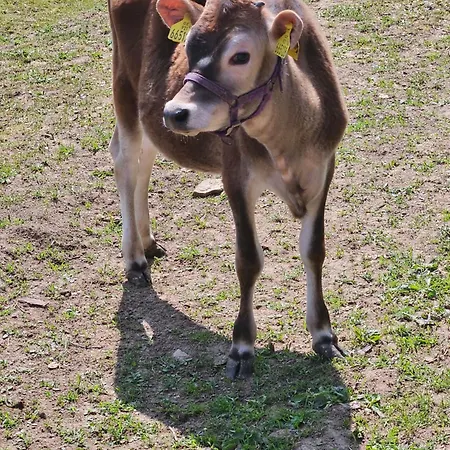 Na Farme Se Saunou A Virivkou, I S Jizdou Na Koni Příbram