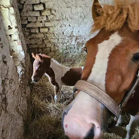 Maison d'hôtes Na Farme Se Saunou A Virivkou, I S Jizdou Na Koni Příbram